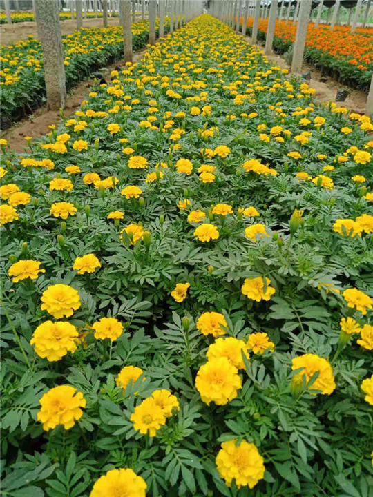 山东宿根花卉-青州孔雀草 