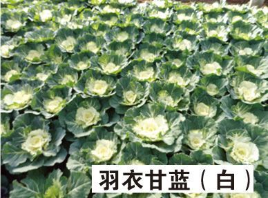 山东供应草花-羽衣甘蓝 