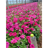 牵牛花草花|青州宿根草花 