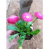 雏菊批发 
