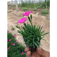青州草花-山东欧石竹 