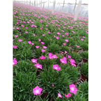 草花价格-山东欧石竹批发 