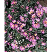 山东国庆菊价格-青州宿根草花 