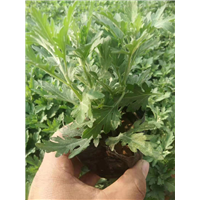 青州国庆菊-山东草花 