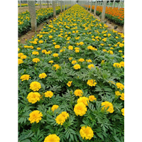 山东宿根花卉-青州孔雀草 