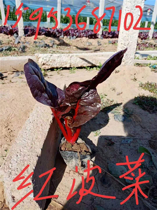 青州红叶甜菜,黄楼红**,山东藜科甜菜 