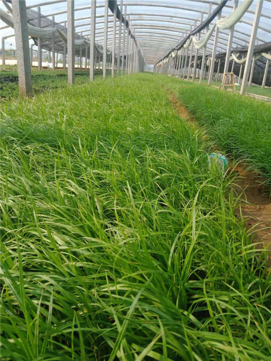 山东宿根花卉-青绿苔草 
