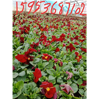 青州草花-黄楼三色堇 