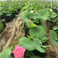 山东菊花 