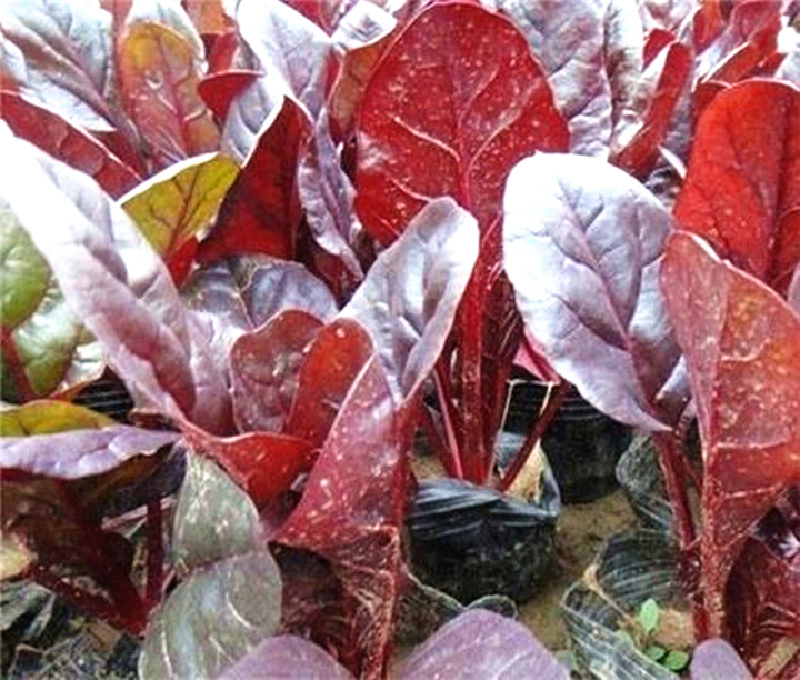 青州红叶甜菜,黄楼红**,山东藜科甜菜 