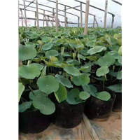 菊花价格 