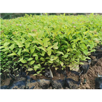 山东地被苗-青州粉色绣线菊 