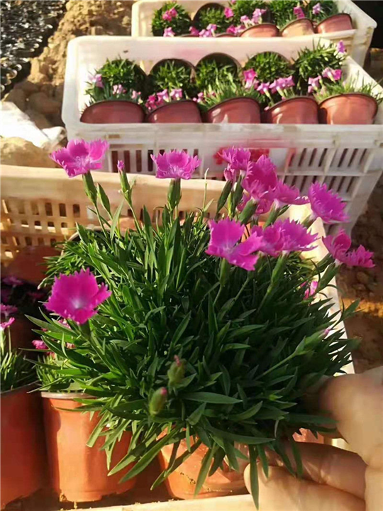 青州草花-欧石竹基地 
