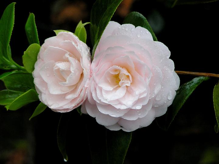 江西茶花价格//出售茶花//茶花价格 