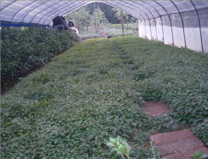 榕树牙苗|江西榕树牙苗|榕树牙苗|榕树牙苗基地 