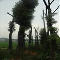 湖南香樟图片,湖南香樟苗圃,湖南香樟信息,湖南香樟苗木批发商 