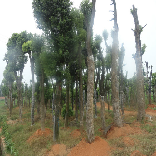 益阳香樟苗圃基地,湖南香樟信息,湖南香樟的作用,湖南香樟价格
