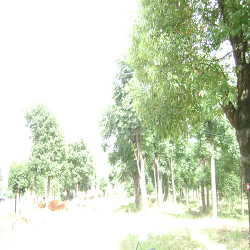 重庆香樟树出售|重庆香樟树苗圃基地|重庆香樟种苗供应商| 