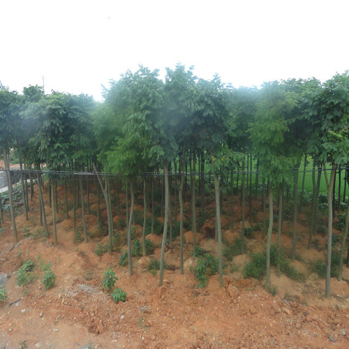中国香樟网、益阳香樟生产销售基地、湖南香樟苗木供应电话|