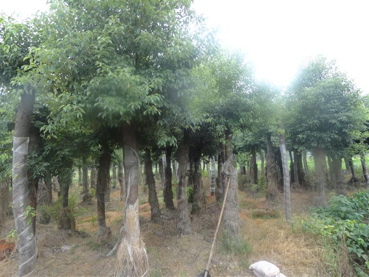 湖南香樟市场,湖南香樟树,湖南香樟树价格 