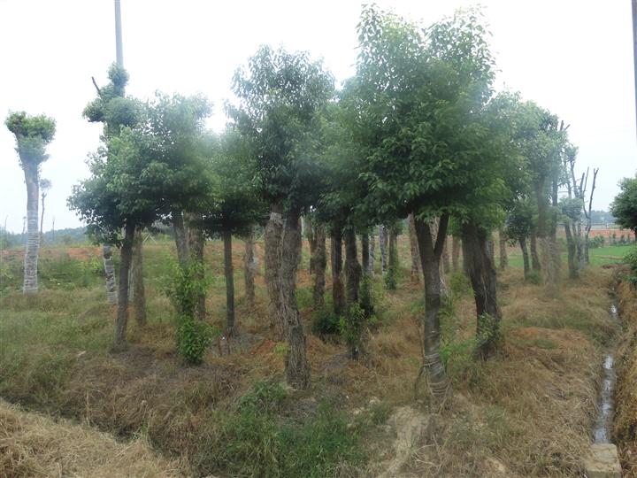 湖南香樟苗木种植基地|湖南骨架香樟批发|湖南野生香樟供应| 