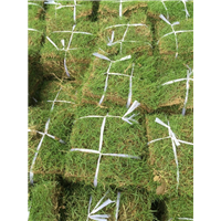 株洲直销台湾草草坪 