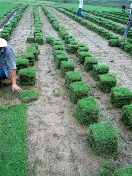 湘西马尼拉草皮价格 