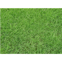 岳阳哪里有马尼拉草皮 