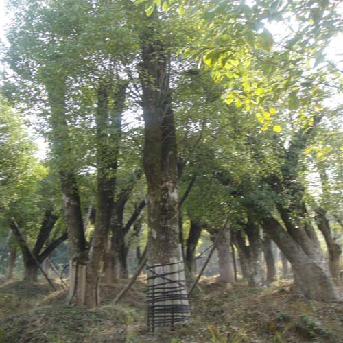 湖南景观树—湖南香樟大苗 