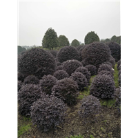 长沙绿化苗木草皮基地 