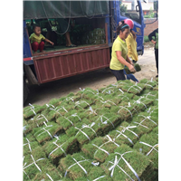 怀化台湾草草皮 