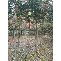 江西红叶石楠