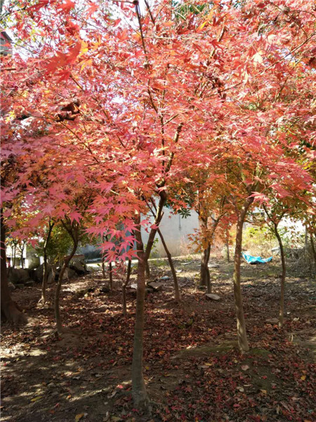江西鸡爪槭