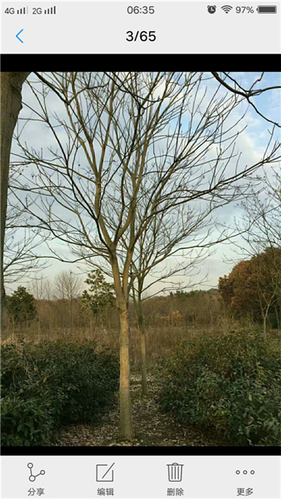 江西无患子