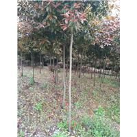 江西红叶石楠