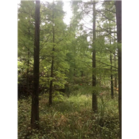 江西池杉