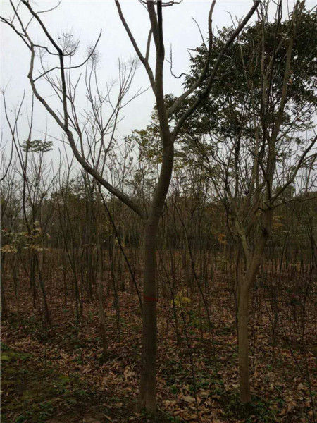 江西栾树 