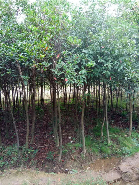 江西杜英