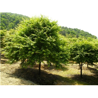 鸡爪槭价格，鸡爪槭小苗，鸡爪槭基地 