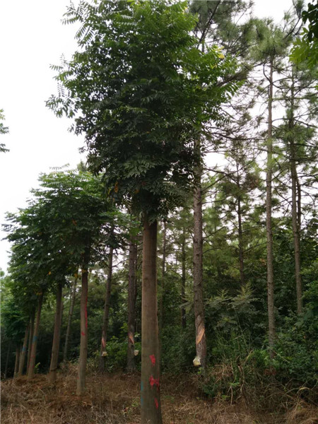 江西栾树 