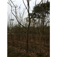 江西栾树 