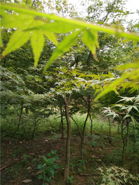 江西鸡爪槭