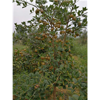 江西油茶