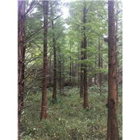 江西池杉
