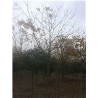 江西无患子