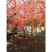 江西鸡爪槭