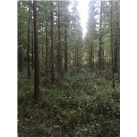 江西池杉