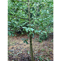 江西深山含笑基地 