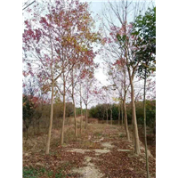 江西乌桕