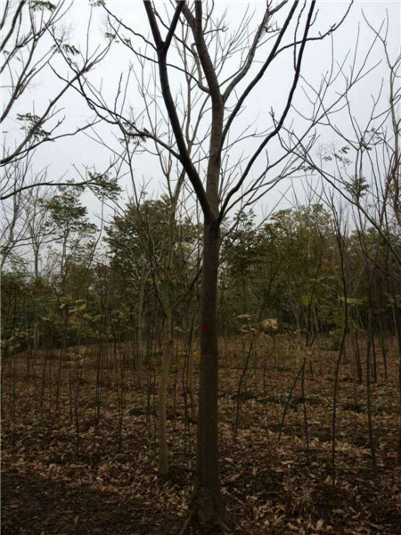 江西栾树 